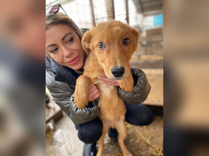 ESPRESSO - bezaubernder Junghund sucht seine Familie ESPRESSO - bezaubernder Junghund sucht seine Familie