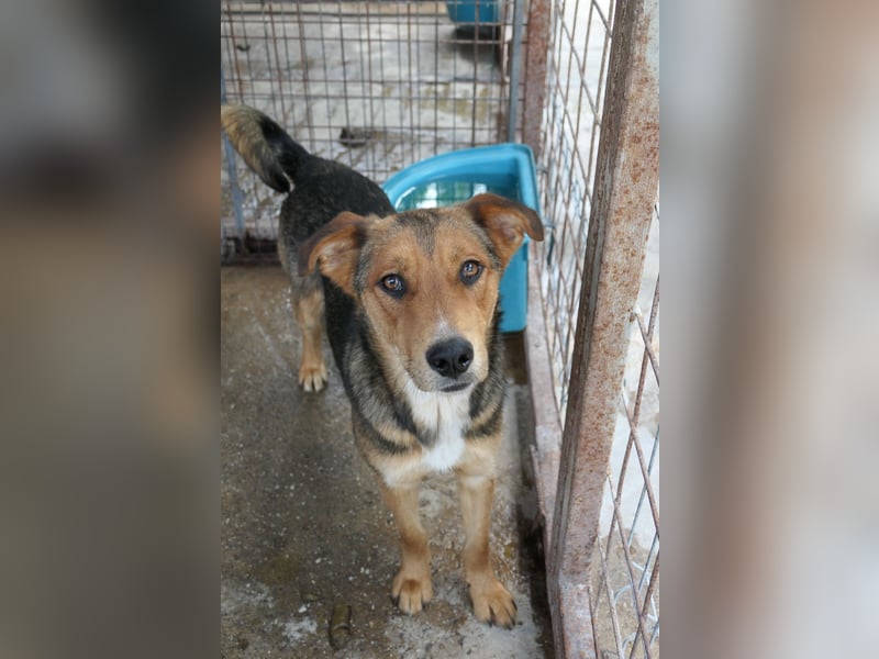 FERNANDO - menschenbezogener Junghund sucht dringend liebevolles Zuhause FERNANDO - menschenbezogener Junghund sucht dringend liebevolles Zuhause