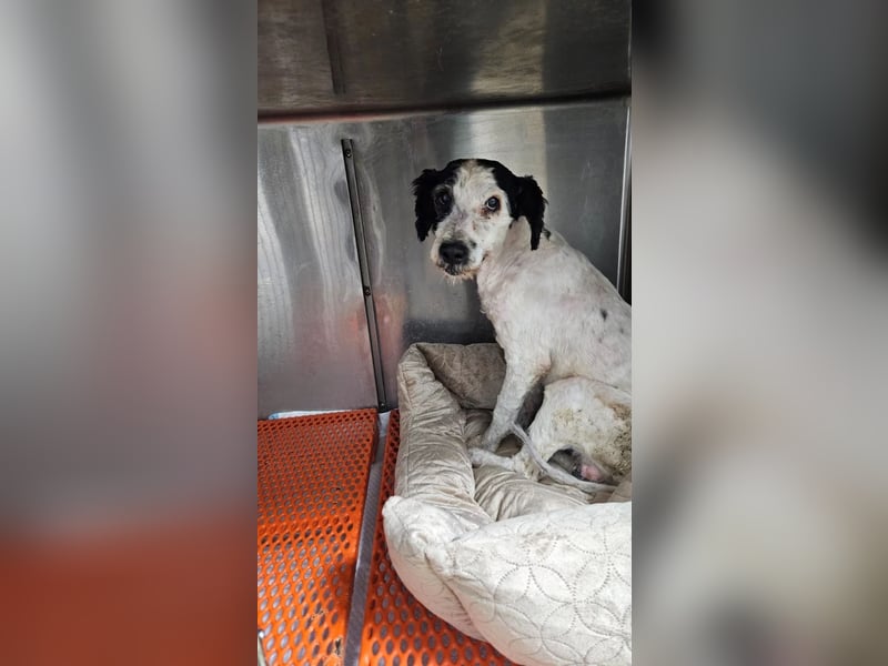 PIPO - schüchterner Rüde sucht einfühlsames Zuhause