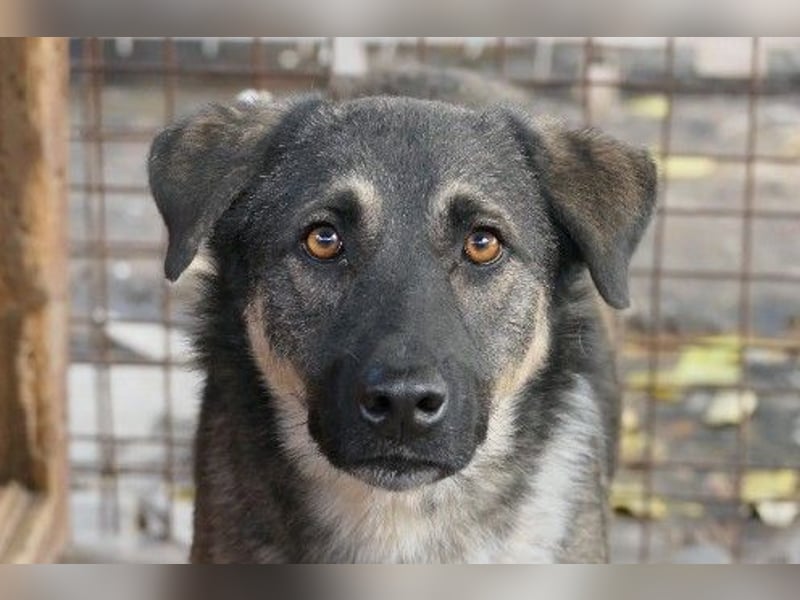 Liebenswerter Tommy sucht seine Familie