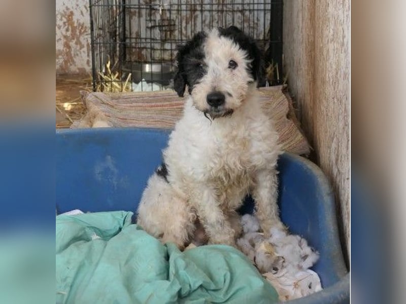 PIPO - schüchterner Rüde sucht einfühlsames Zuhause