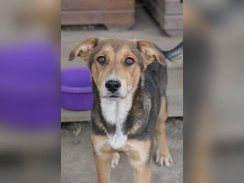 FERNANDO - menschenbezogener Junghund sucht dringend liebevolles Zuhause FERNANDO - menschenbezogener Junghund sucht dringend liebevolles Zuhause