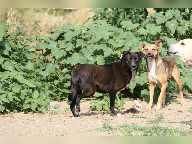 JOY - auf der Suche nach einem einfühlsamen Zuhause JOY - auf der Suche nach einem einfühlsamen Zuhause