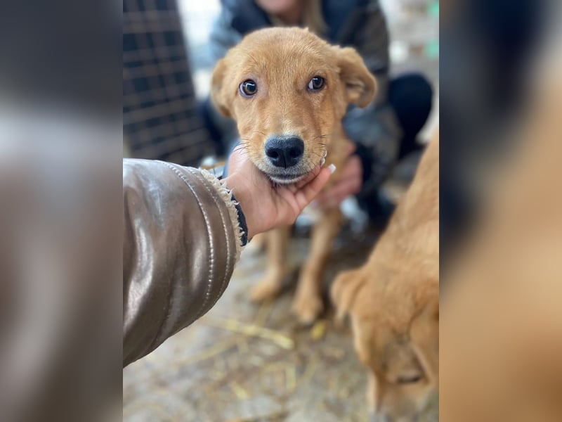 ESPRESSO - bezaubernder Junghund sucht seine Familie ESPRESSO - bezaubernder Junghund sucht seine Familie