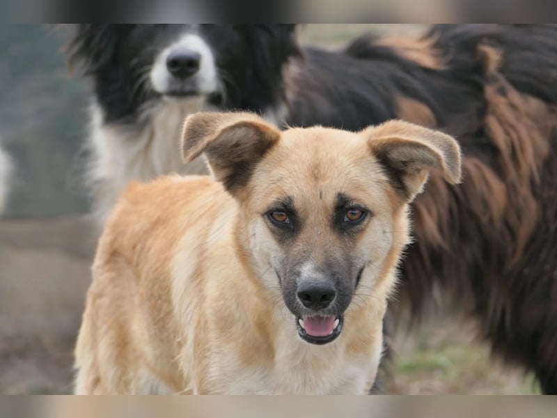 NAJMA - hübsche, schüchterne Hündin sucht dringend Vertrauen