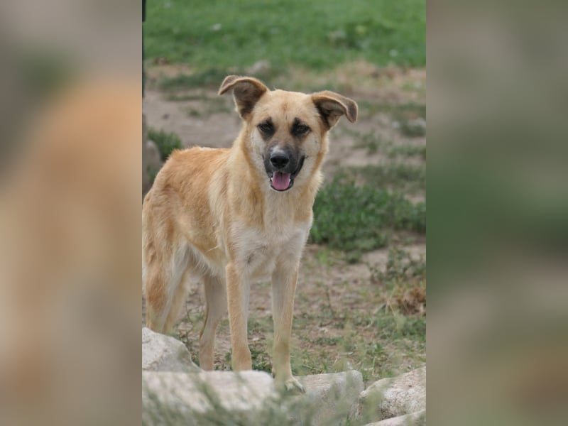 NAJMA - hübsche, schüchterne Hündin sucht dringend Vertrauen