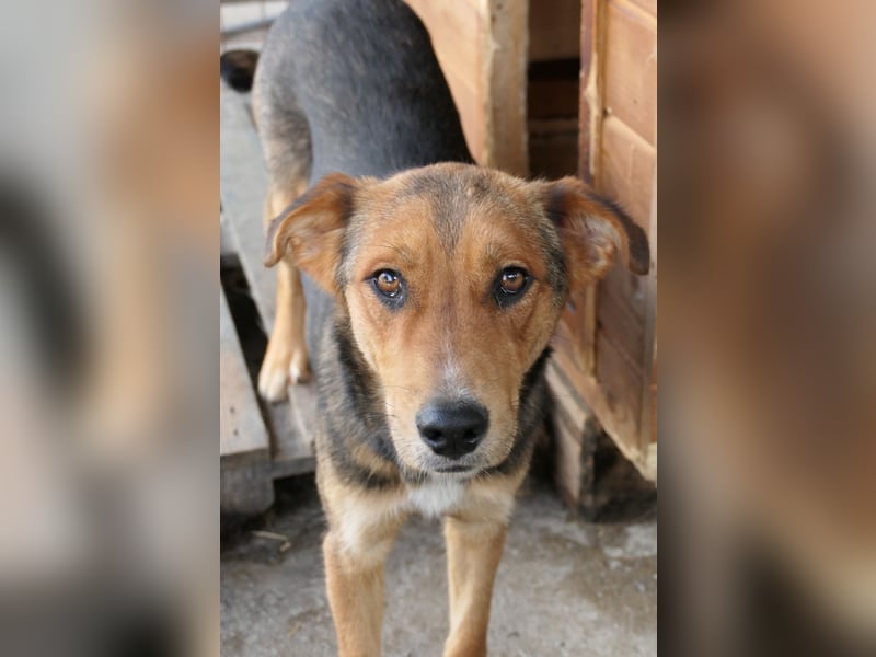FERNANDO - menschenbezogener Junghund sucht dringend liebevolles Zuhause FERNANDO - menschenbezogener Junghund sucht dringend liebevolles Zuhause