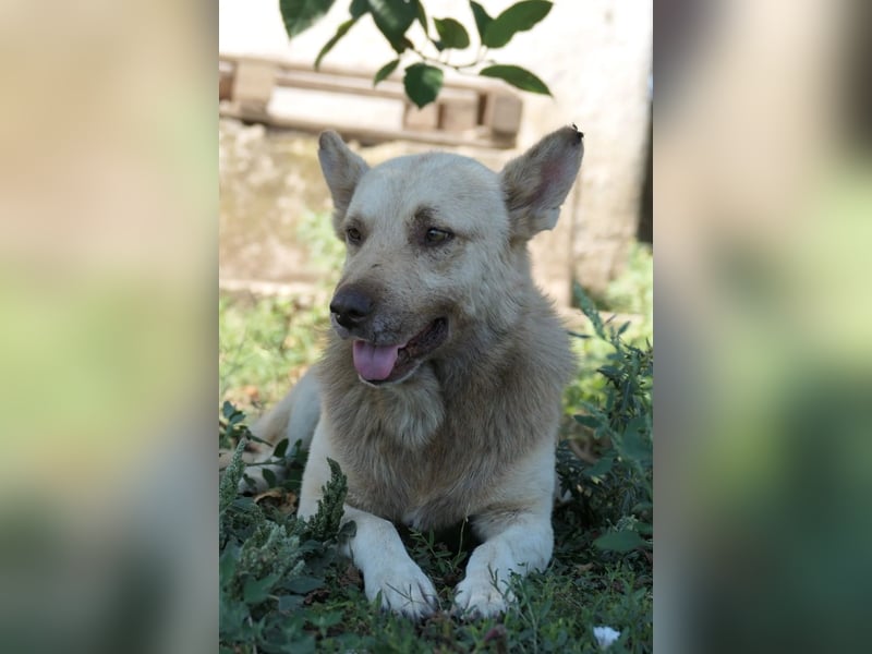 THIAGO - sanfter, neugieriger Rüde sucht sein großes Glück