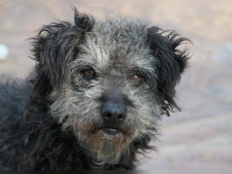 Zauberhafte Shaggy sucht liebevolles Zuhause Zauberhafte Shaggy sucht liebevolles Zuhause
