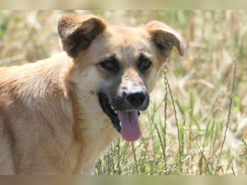 NAJMA - hübsche, schüchterne Hündin sucht dringend Vertrauen