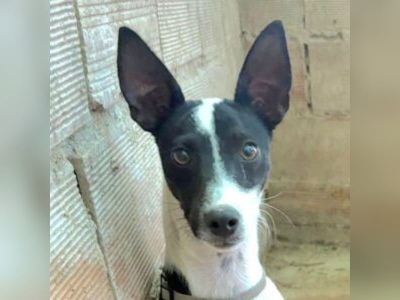 CHEDDAR-unkomplizierter, fröhlicher junger Hund