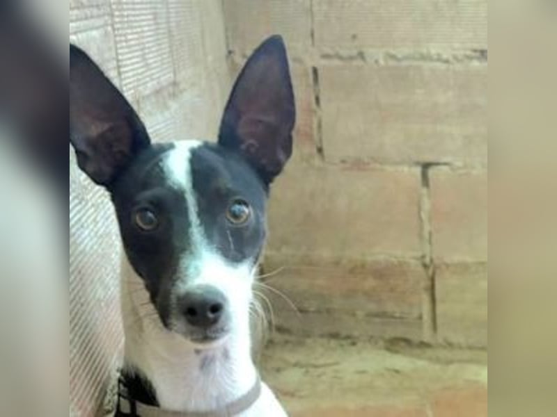 CHEDDAR-unkomplizierter, fröhlicher junger Hund