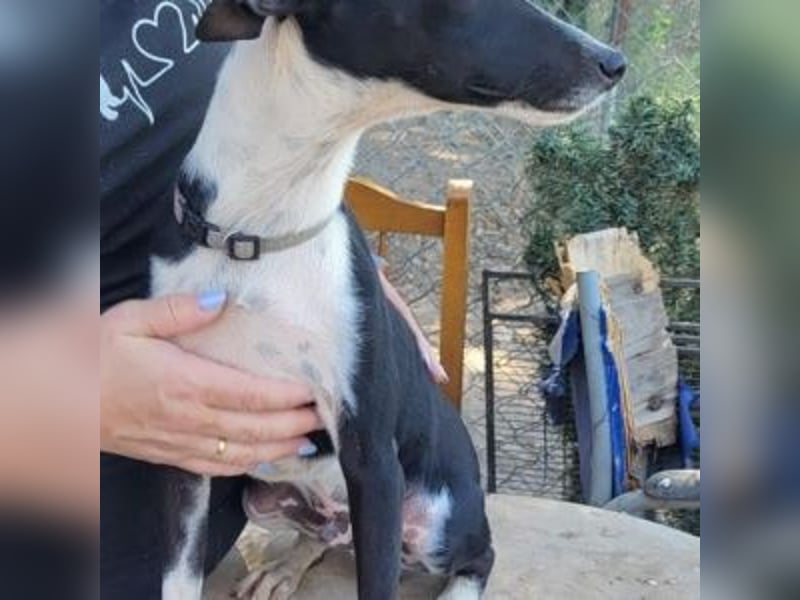CHEDDAR-unkomplizierter, fröhlicher junger Hund