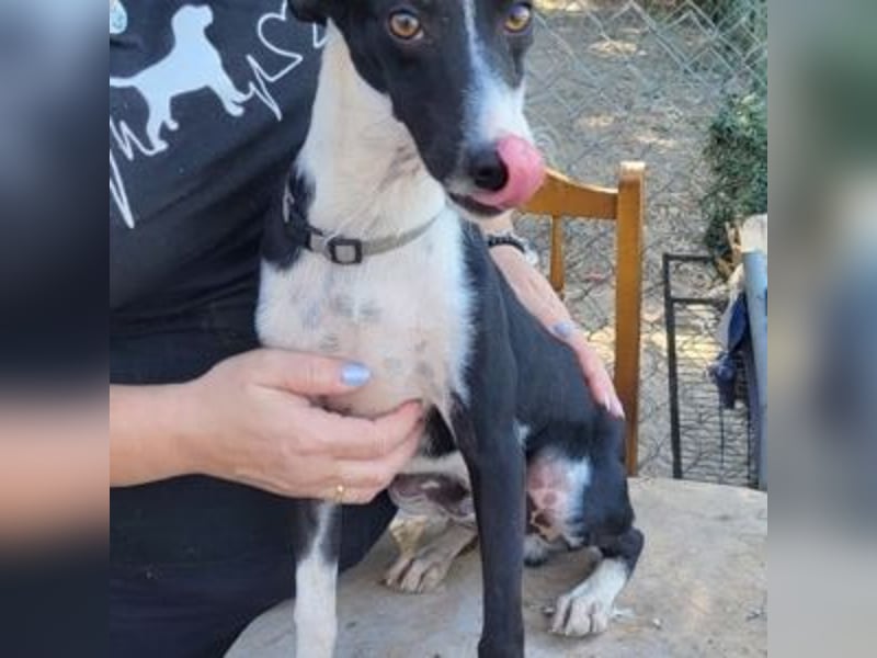 CHEDDAR-unkomplizierter, fröhlicher junger Hund