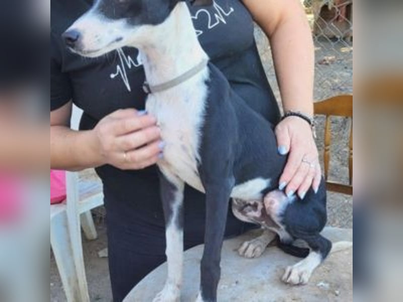 CHEDDAR-unkomplizierter, fröhlicher junger Hund