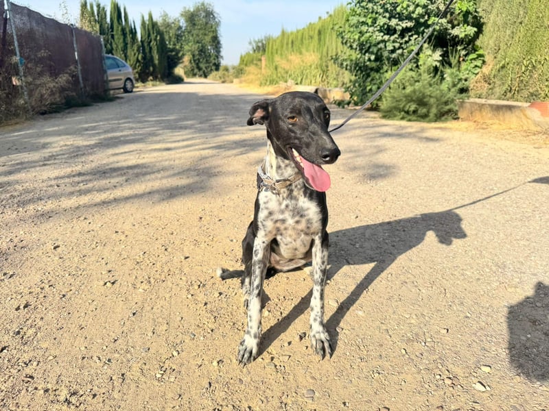 UBER-gesellig, lustig,verspielt,anhänglich, liebt Mensch und Hund,wartet sehnsüchtig auf ihr Zuhause UBER-gesellig, lustig,verspielt,anhänglich, liebt Mensch und Hund,wartet sehnsüchtig auf ihr Zuhause