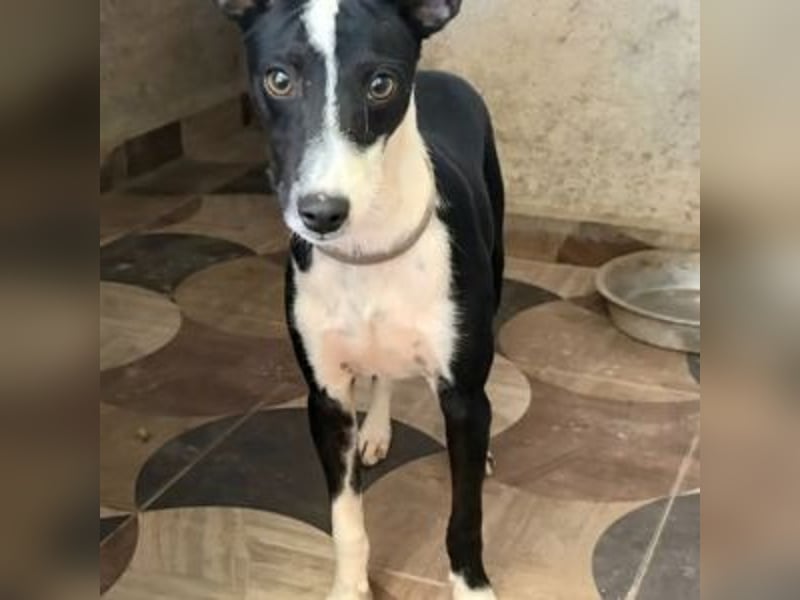CHEDDAR-unkomplizierter, fröhlicher junger Hund