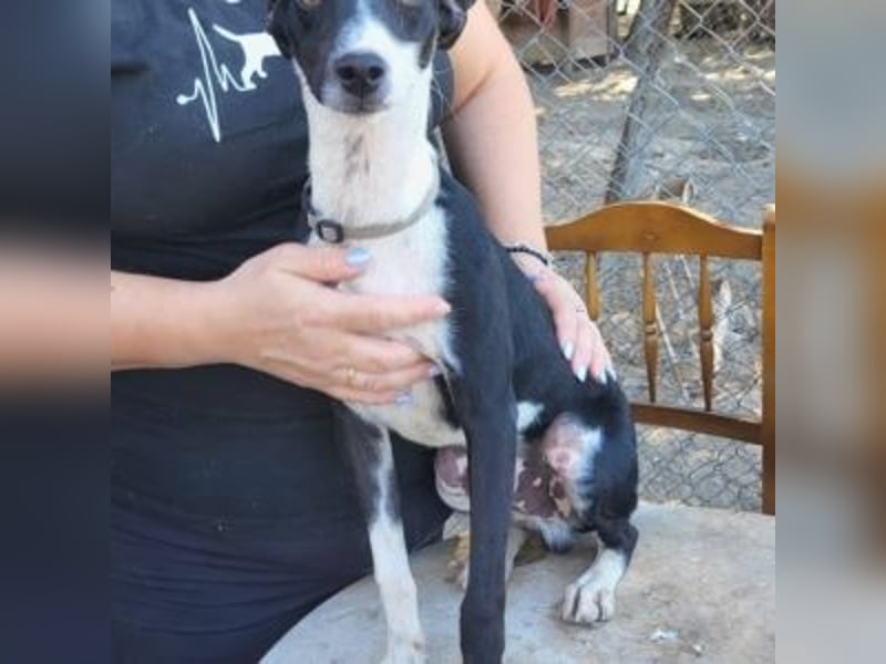 CHEDDAR-unkomplizierter, fröhlicher junger Hund