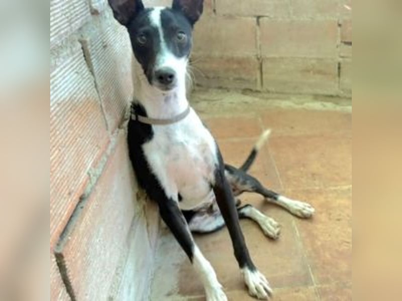 CHEDDAR-unkomplizierter, fröhlicher junger Hund