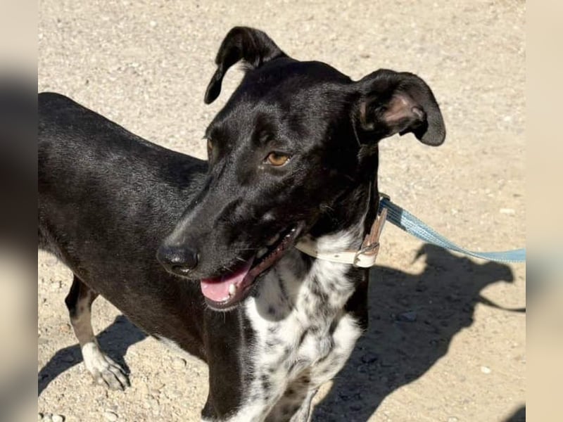 UBER-gesellig, lustig,verspielt,anhänglich, liebt Mensch und Hund,wartet sehnsüchtig auf ihr Zuhause UBER-gesellig, lustig,verspielt,anhänglich, liebt Mensch und Hund,wartet sehnsüchtig auf ihr Zuhause