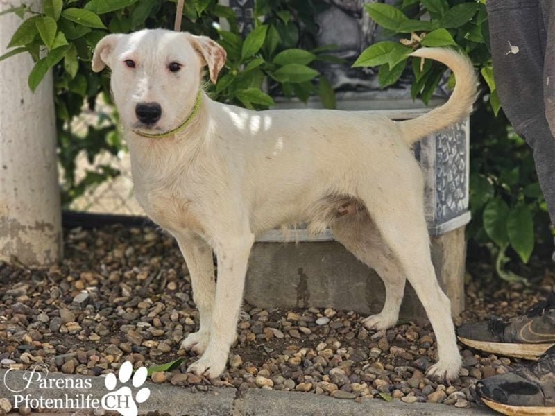 Pirineo ist ein freundlicher, aktiver Mischlingsrüde -ein Sonnenschein