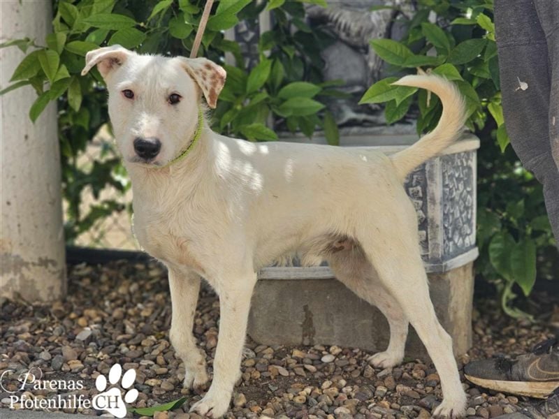 Pirineo ist ein freundlicher, aktiver Mischlingsrüde -ein Sonnenschein