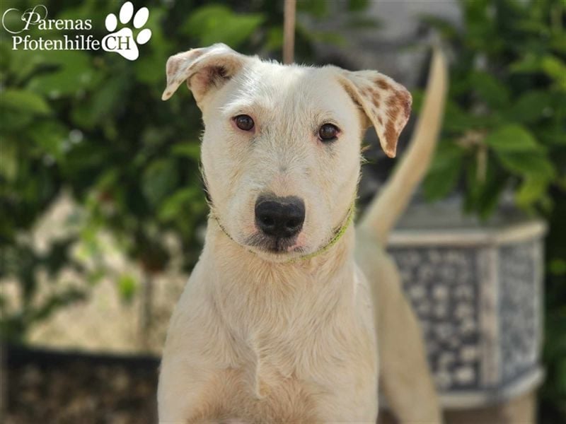 Pirineo ist ein freundlicher, aktiver Mischlingsrüde -ein Sonnenschein