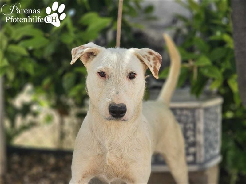 Pirineo ist ein freundlicher, aktiver Mischlingsrüde -ein Sonnenschein