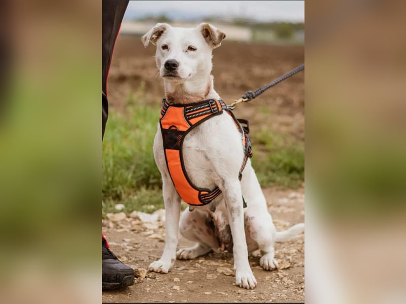 Fatyol, kleine Kämpferin mit großem Herzen für Kinder und Katzen