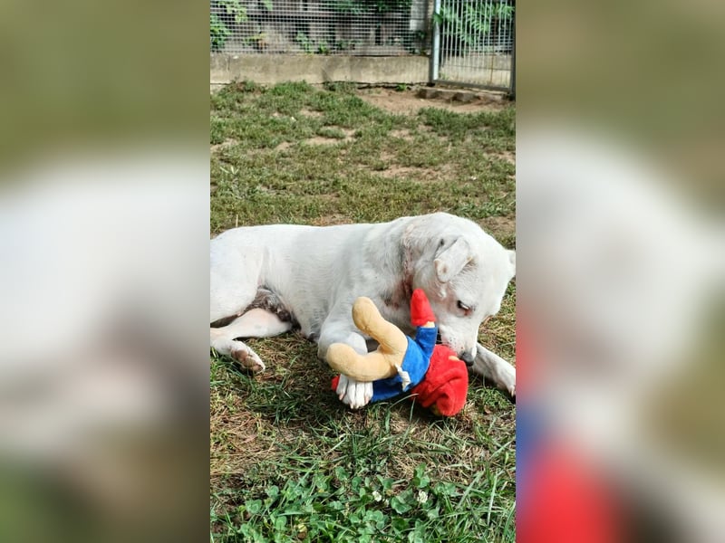 Fatyol, kleine Kämpferin mit großem Herzen für Kinder und Katzen