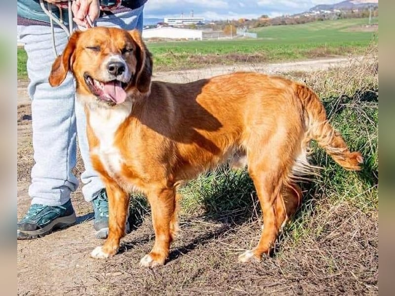 Socky, hübscher Junge sucht Familie mit Erfahrung