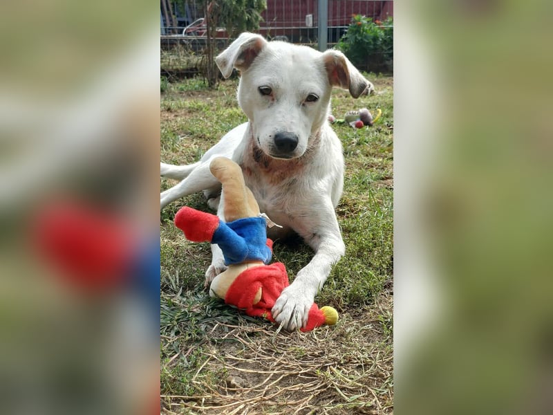 Fatyol, kleine Kämpferin mit großem Herzen für Kinder und Katzen