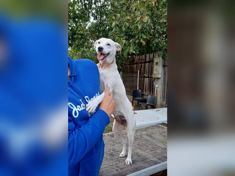 Fatyol, kleine Kämpferin mit großem Herzen für Kinder und Katzen