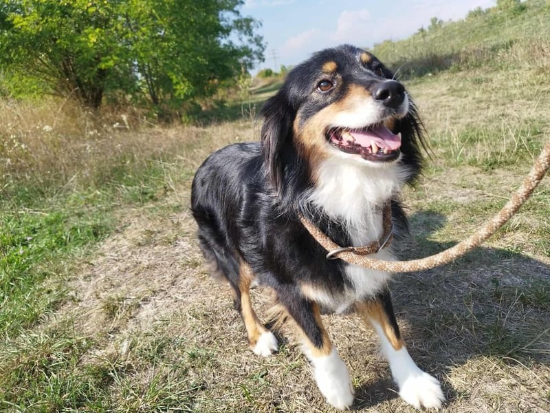 Chio, vermutlich Australian-shepherd-Mix, hat bisher unter schrecklichen Bedingungen gelebt !