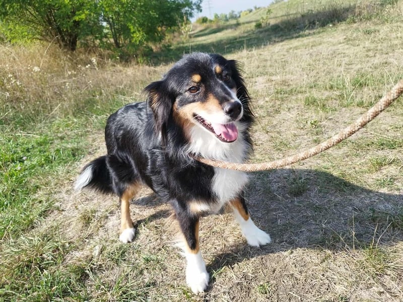 Chio, vermutlich Australian-shepherd-Mix, hat bisher unter schrecklichen Bedingungen gelebt !
