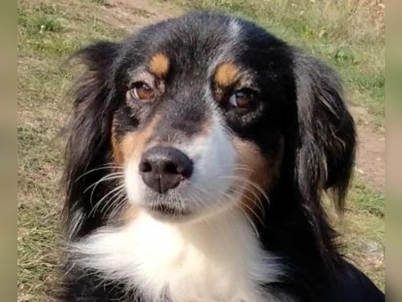 Chio, vermutlich Australian-shepherd-Mix, hat bisher unter schrecklichen Bedingungen gelebt !