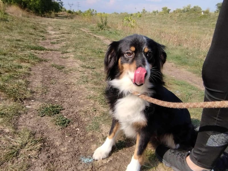 Chio, vermutlich Australian-shepherd-Mix, hat bisher unter schrecklichen Bedingungen gelebt !