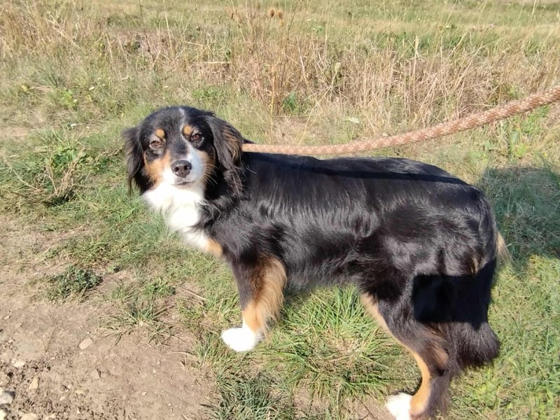 Chio, vermutlich Australian-shepherd-Mix, hat bisher unter schrecklichen Bedingungen gelebt !