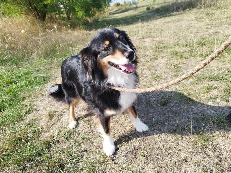 Chio, vermutlich Australian-shepherd-Mix, hat bisher unter schrecklichen Bedingungen gelebt !