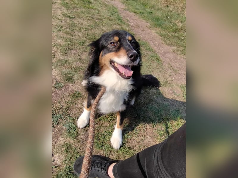 Chio, vermutlich Australian-shepherd-Mix, hat bisher unter schrecklichen Bedingungen gelebt !