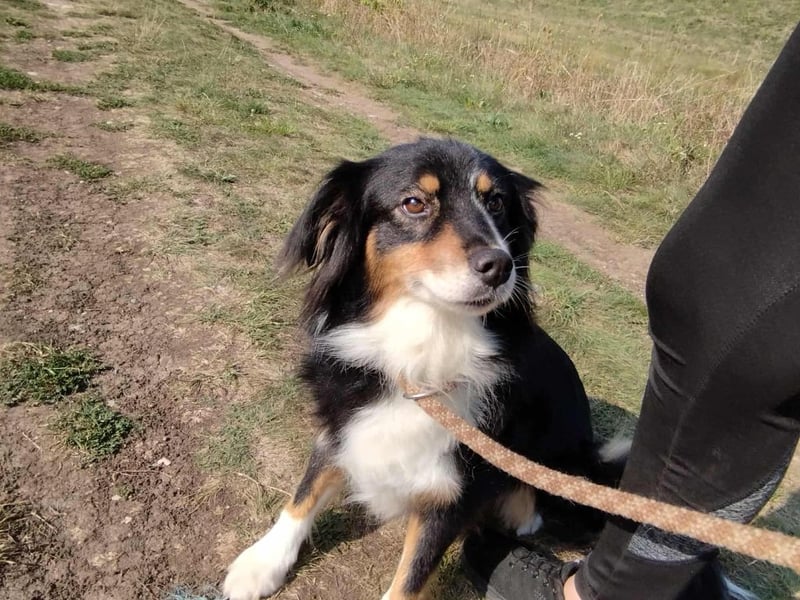 Chio, vermutlich Australian-shepherd-Mix, hat bisher unter schrecklichen Bedingungen gelebt !
