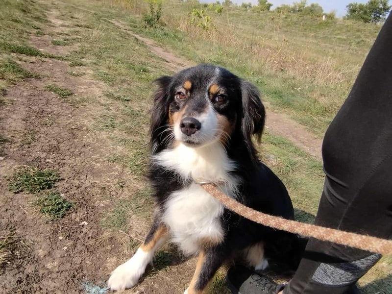 Chio, vermutlich Australian-shepherd-Mix, hat bisher unter schrecklichen Bedingungen gelebt !