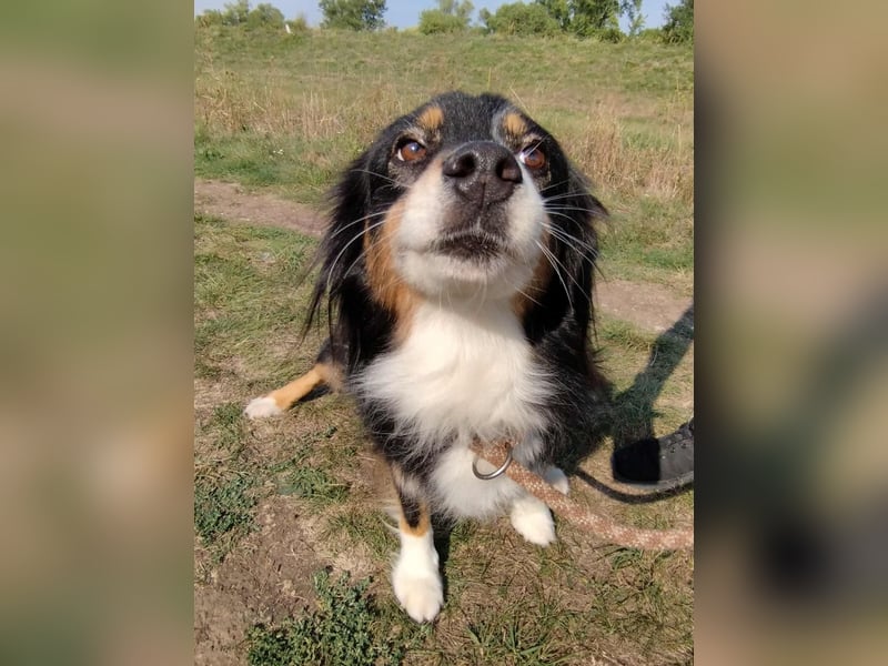 Chio, vermutlich Australian-shepherd-Mix, hat bisher unter schrecklichen Bedingungen gelebt !