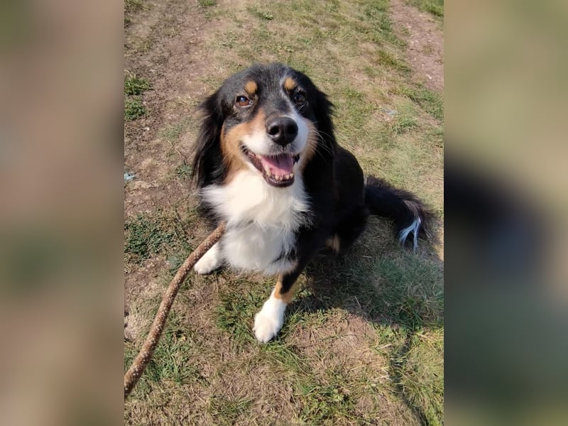 Chio, vermutlich Australian-shepherd-Mix, hat bisher unter schrecklichen Bedingungen gelebt !