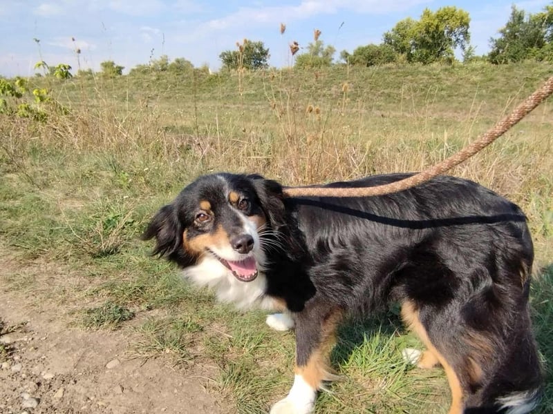 Chio, vermutlich Australian-shepherd-Mix, hat bisher unter schrecklichen Bedingungen gelebt !
