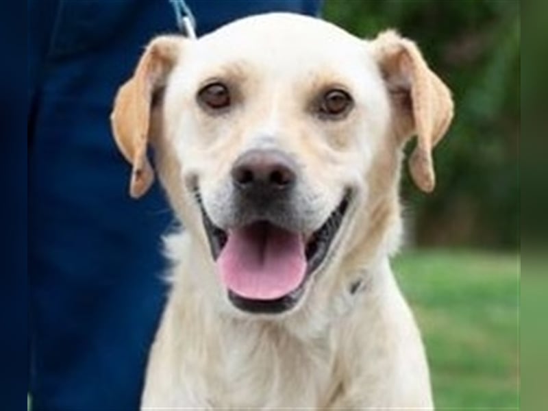 Freundlich lächelnder Igrici, evtl. Labbi Mix ?, sehnt sich nach eigener Familie !