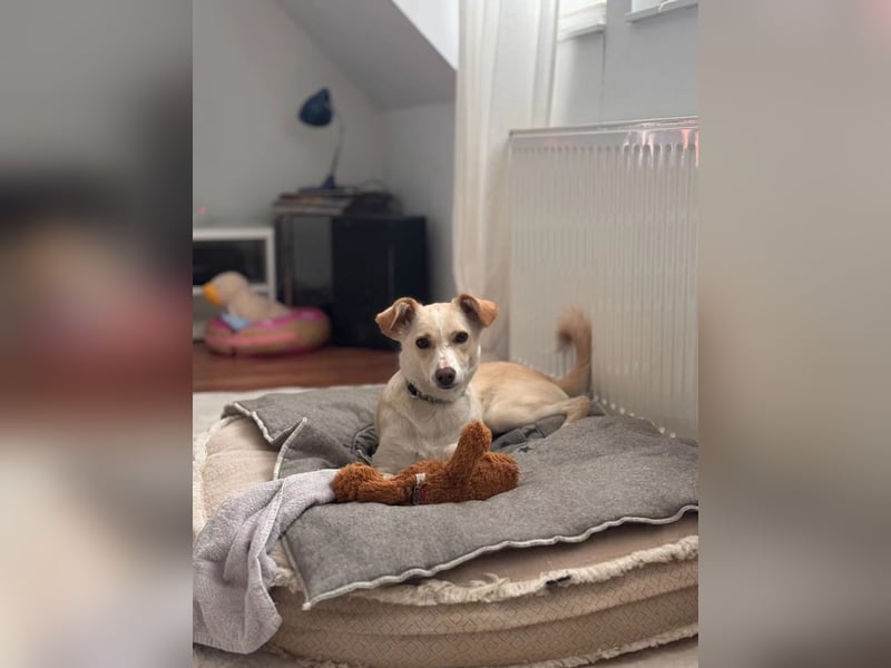 MONTY- sucht ein sportliches Zuhause