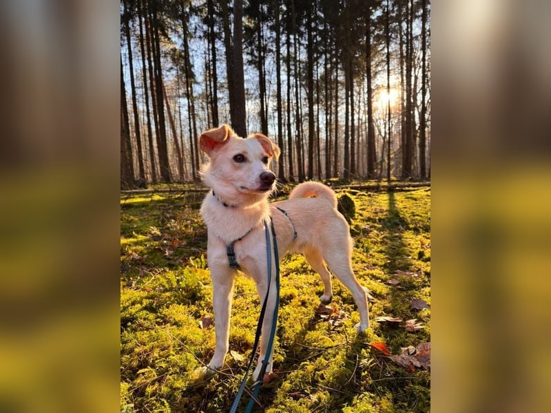 MONTY- sucht ein sportliches Zuhause