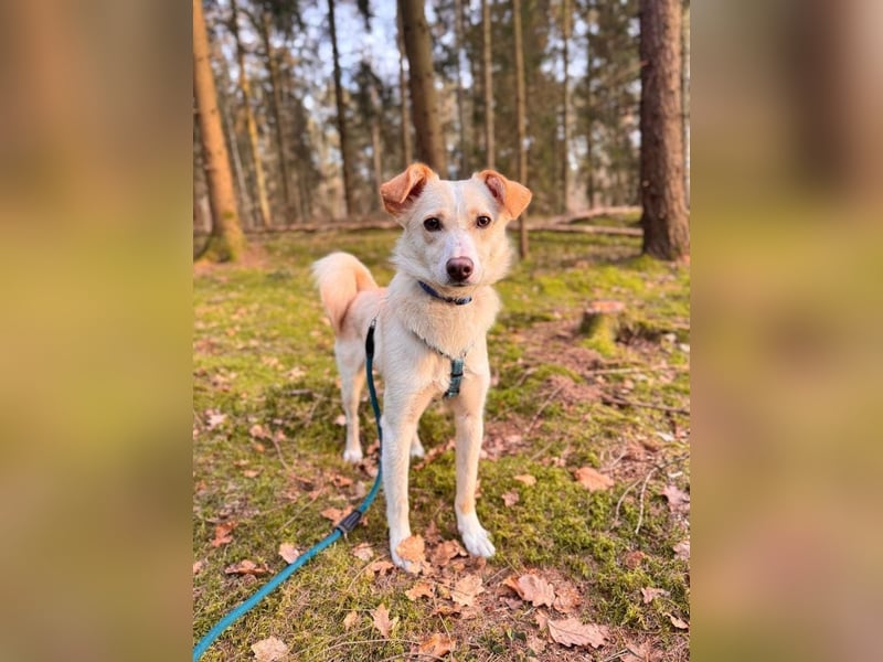 MONTY- sucht ein sportliches Zuhause