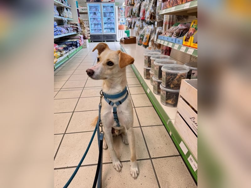 MONTY- sucht ein sportliches Zuhause